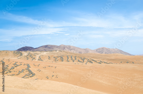 View to desert and tillandsia plant