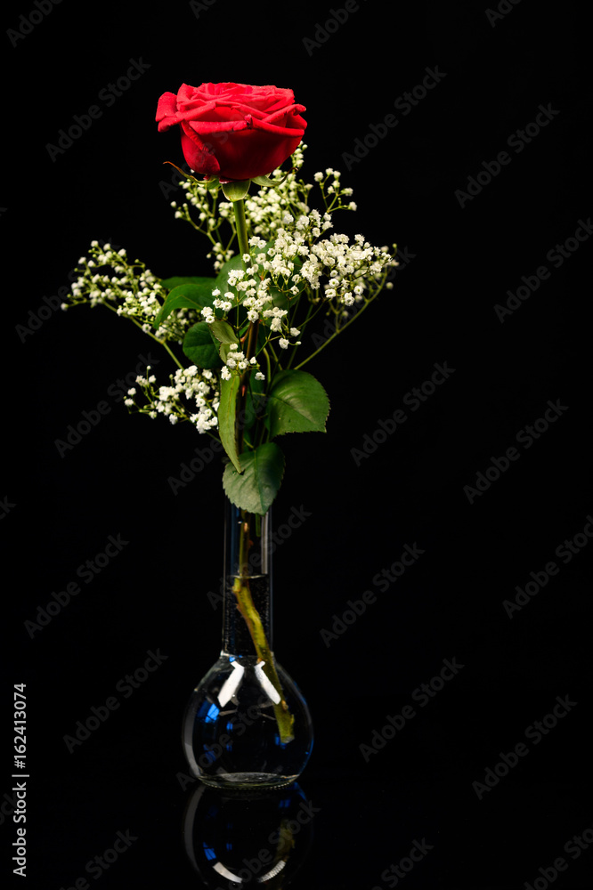Obraz premium red rose