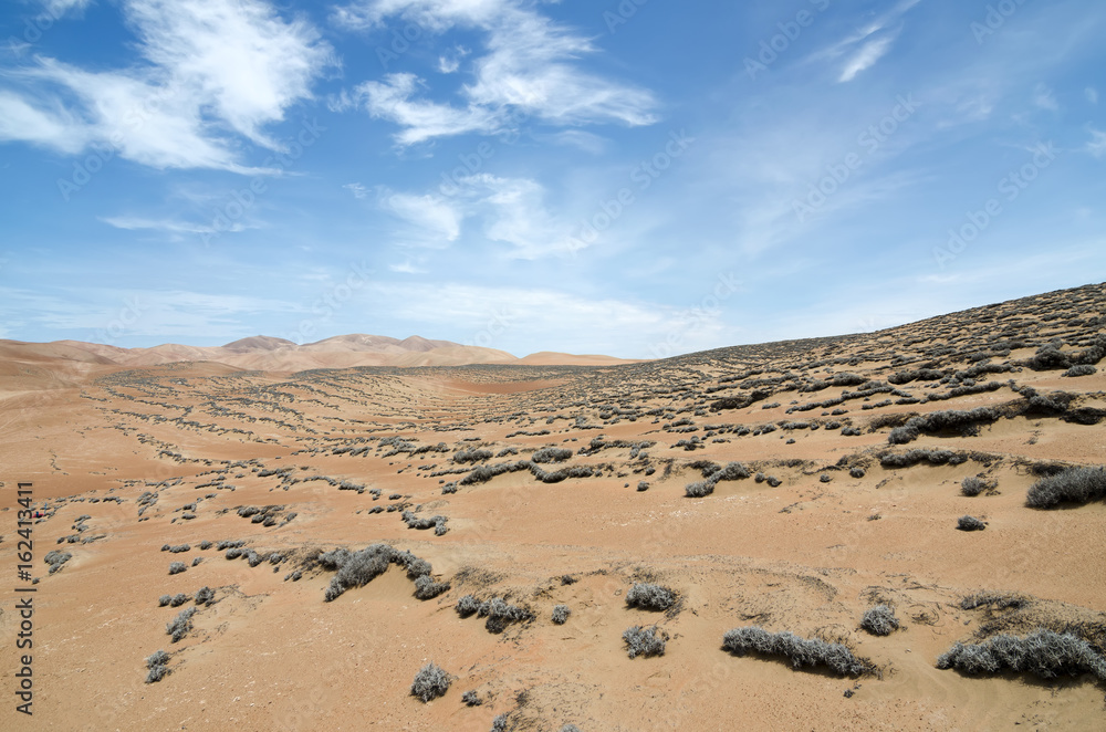 Desert and Tillandsia plant under blue sky