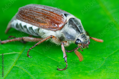 The chafer (cockchafer) on a green leaf.