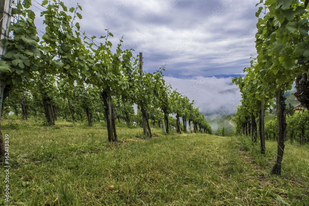 Kitzecker Weingarten - Blick auf das Sulmtal