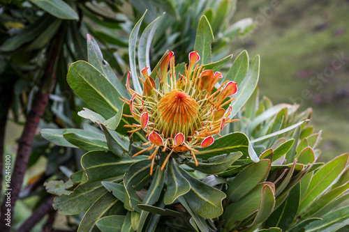 red and orange Protea an endemic  flower from South Africa e Lesotho, Africa