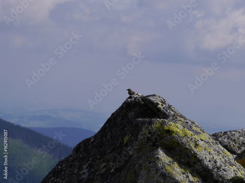 ptak na skale