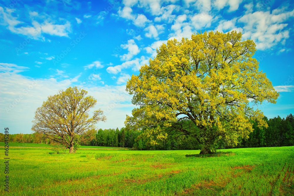 Two large trees on green meadow on bright summer day
