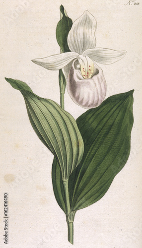 Plants - Cypripedium Album. Date: 1793 photo
