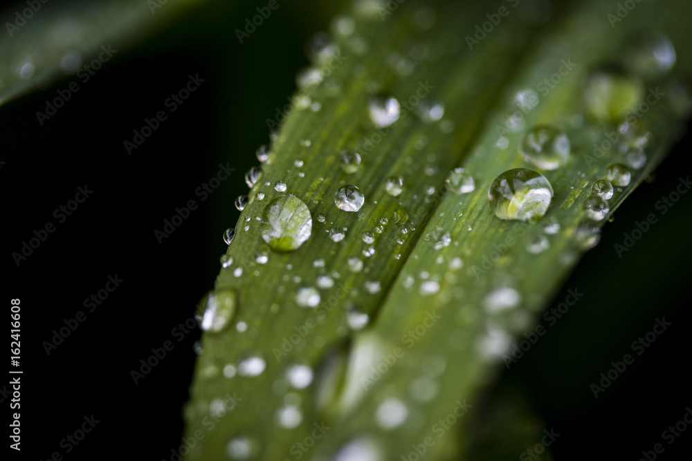 Water Droplet on Green Leaf Water Droplet on Green Leaf