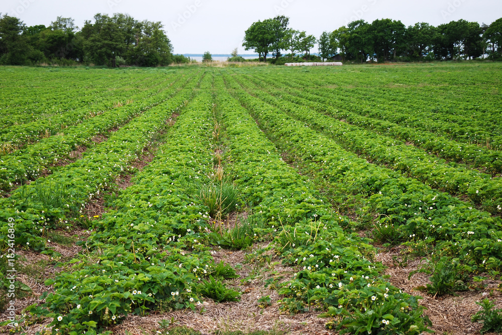 Blossom strawberries plants Blossom strawberries plants