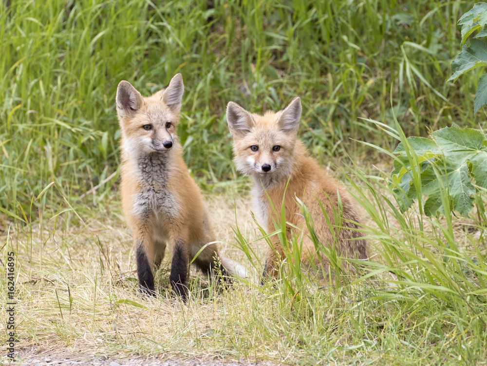 RED FOX KITS ON GREEN GRASS STOCK IMAGE RED FOX KITS ON GREEN GRASS STOCK IMAGE
