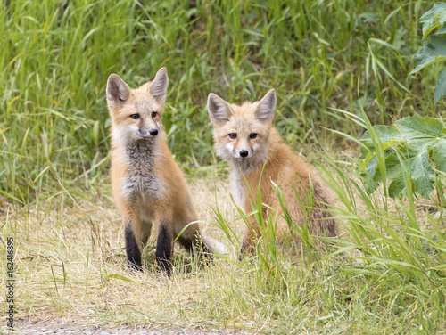 RED FOX KITS ON GREEN GRASS STOCK IMAGE