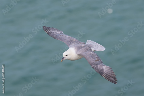 Fulmar
