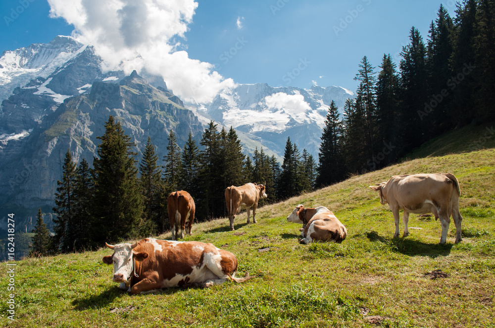 Cows on a green meadow under the snow-capped mountains in the Swiss Alps