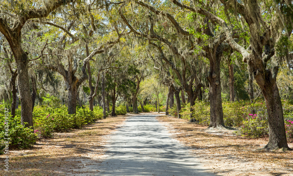 Naklejka premium Covered Rural Road in the American South