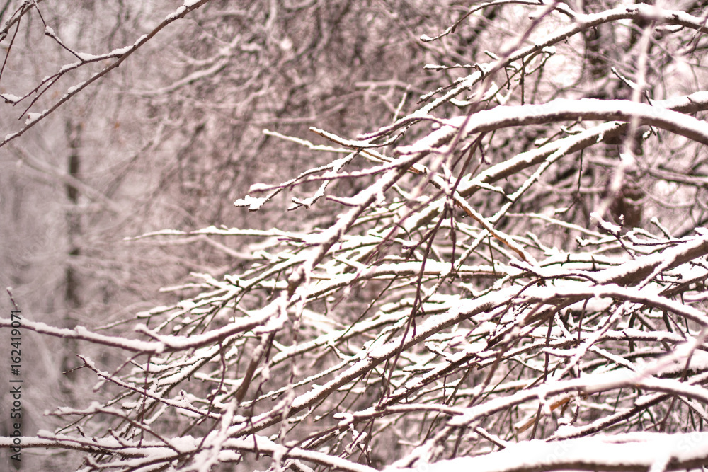 Branches Of Tree Covered Fluffy White Snow On Blurred Background In Winter Parke. Branches Of Tree Covered Fluffy White Snow On Blurred Background In Winter Parke.