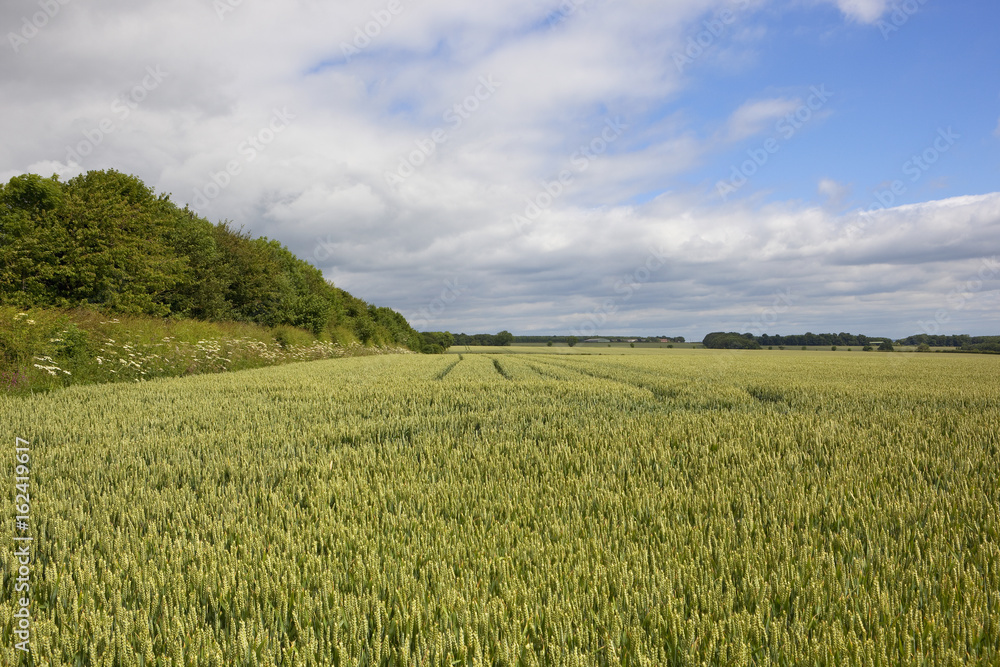 wheat field and hedgerow