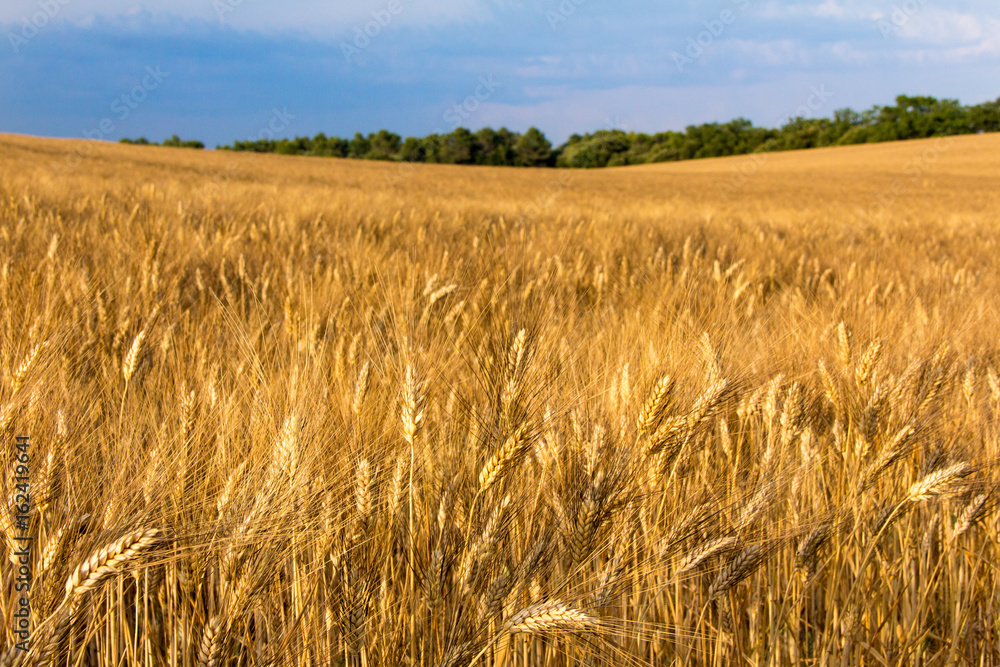 Ripening wheat fields in Provence in golden sunlight