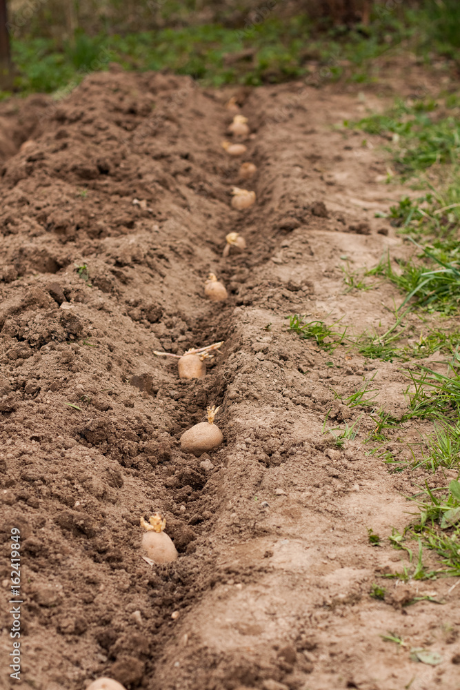 Seed Of Potatoes With Sprouts In Row In Ground On Spring Vegetable Garden. Seed Of Potatoes With Sprouts In Row In Ground On Spring Vegetable Garden.