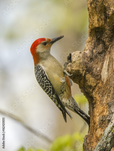 Red-bellied Woodpecker