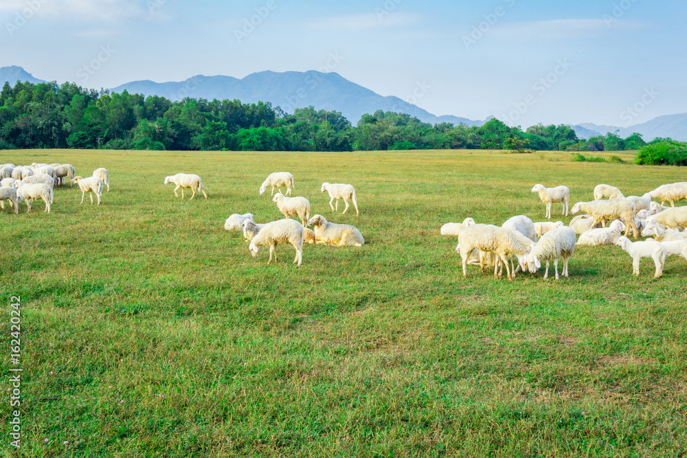 Sheep herd