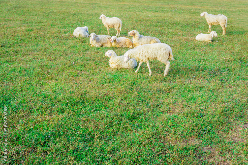 Obraz premium The sheep herd