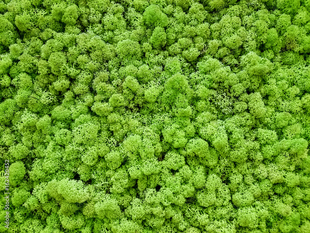 Dried green 3d algae background