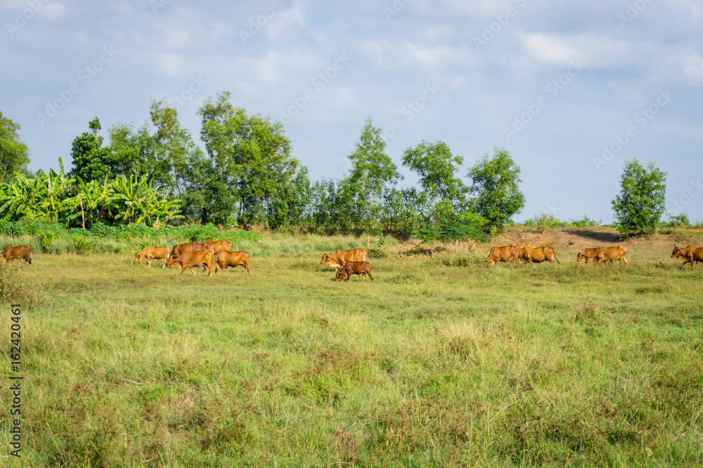 Cows in the meadow