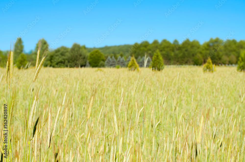 Green barley field in summer time,  rural scenery and farm