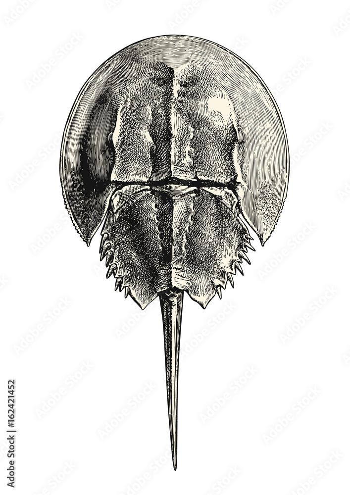 vintage sea life / animal illustration: retro drawing of a horseshoe crab,  living fossil creature, in Asia served as seafood Stock Vector | Adobe Stock