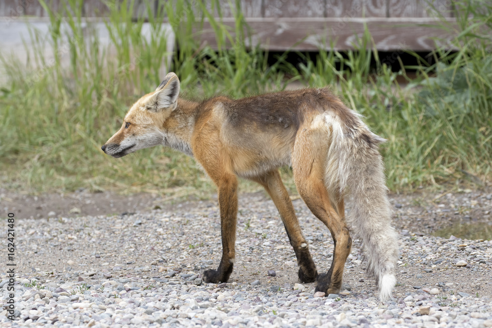 Fototapeta premium ADULT RED FOX ON GRAVEL ROAD STOCK IMAGE