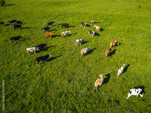 Green field with grazing cows. Aerial background of country landscape
