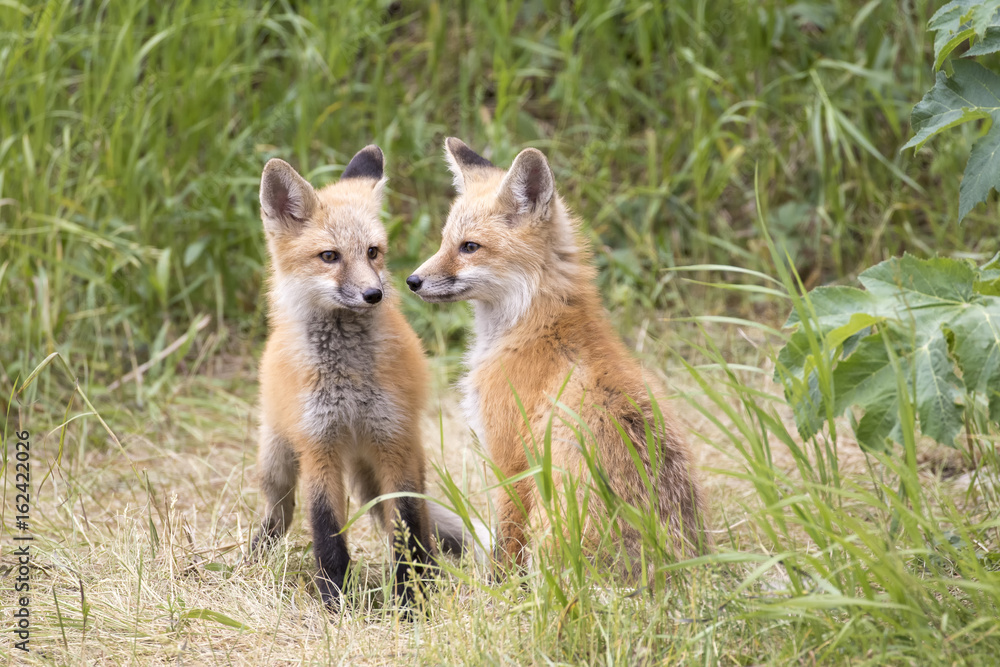 RED FOX KITS ON GREEN GRASS STOCK IMAGE