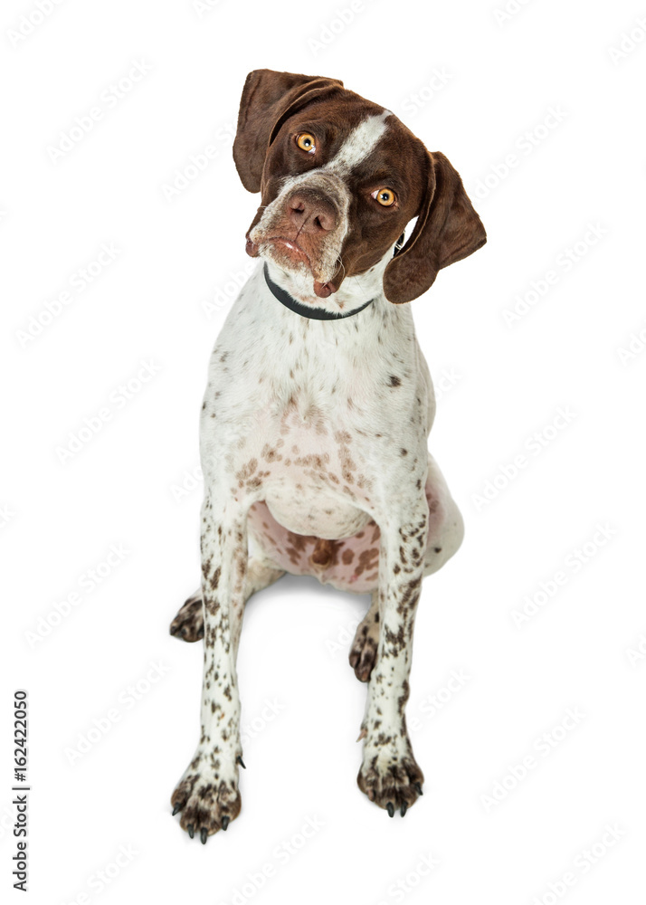 Attentive Shorthaired Pointer Dog Sitting on White Attentive Shorthaired Pointer Dog Sitting on White