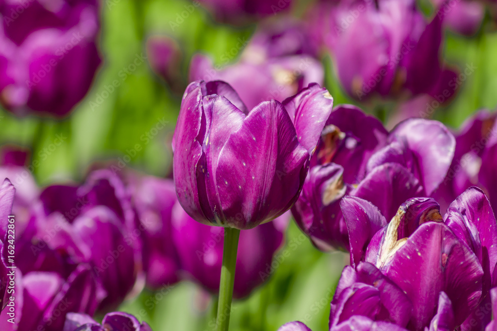 field of purple tulips field of purple tulips