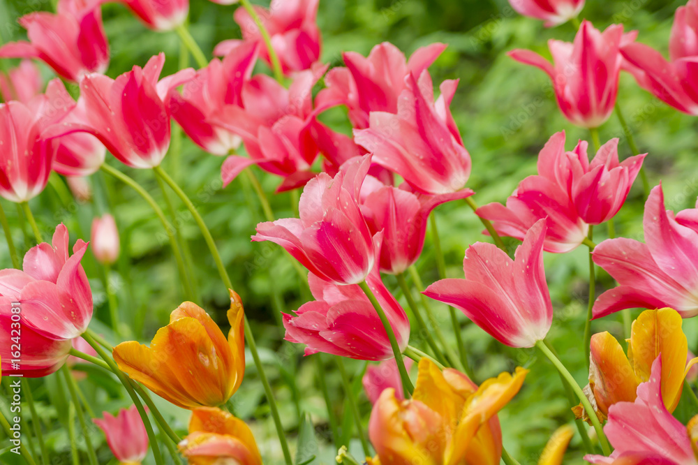 field of orange and pink tulips field of orange and pink tulips