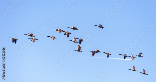 Canadian Geese in Flight. Migrating Canada Geese live in a great many habitats near water, grassy fields, and grain fields. They often fly in a "V" formation for aerodynamic optimization.