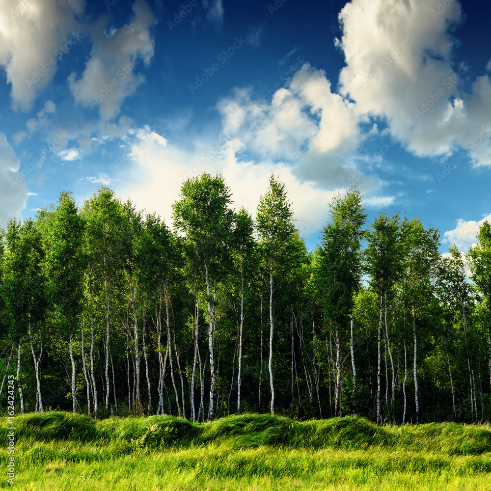 Fototapeta Piękny krajobraz lasu brzozowego i niebieskie niebo z chmurami