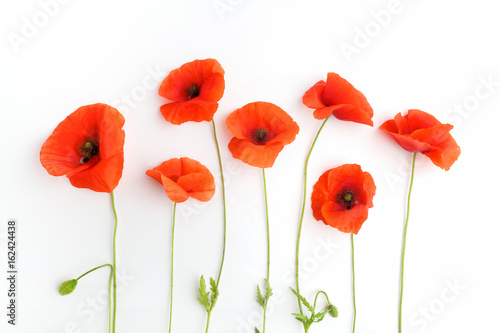 Red poppy flowers in a row on white. Flat lay. Top view