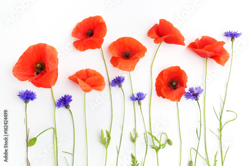 Red poppies and wild flowers in a row on white. Flat lay. Top view
