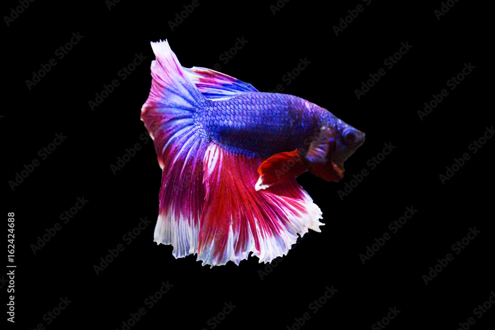 betta fish isolated on black background. betta fish isolated on black background.