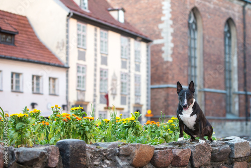 english bull terrier dog posing in the city