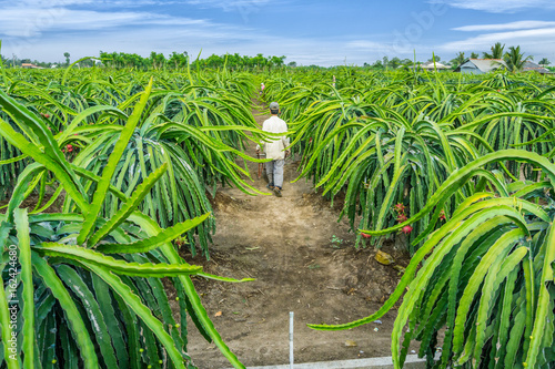 Old man harvests dragonfruit in field