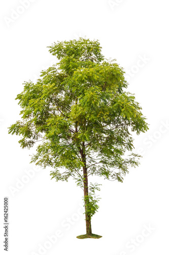 big green trees isolated on white background
