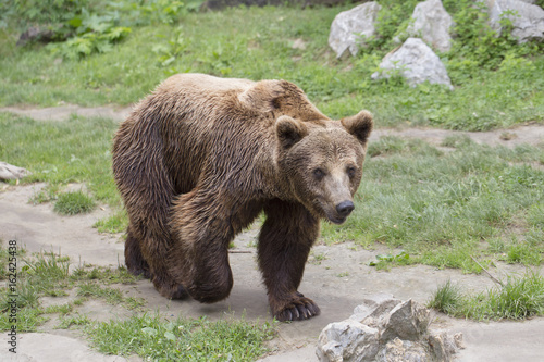 Brown bear is walking on a sunny day © Jovica Varga