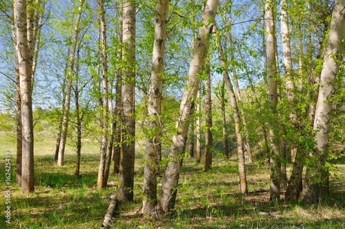 Green poplar forest.
