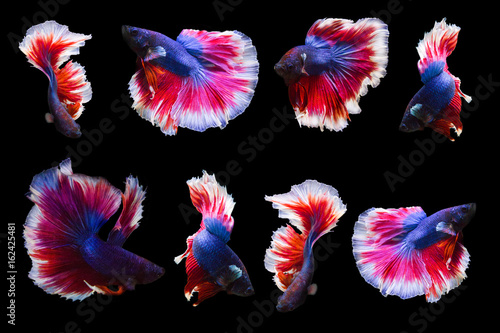 collection of betta fish isolated on black background.