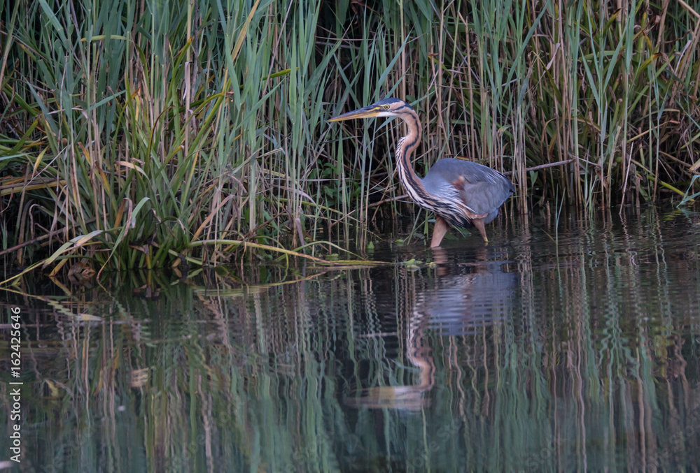 Purpurreiher - Ardea purpurea