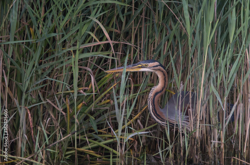 Purpurreiher - Ardea purpurea