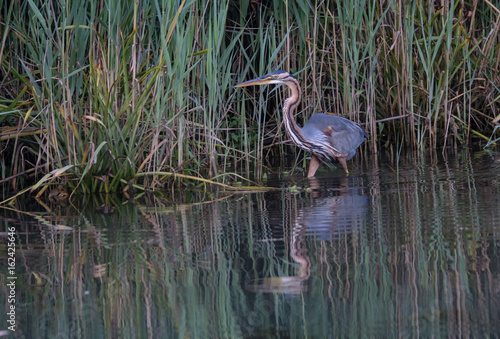 Obraz na płótnie Purpurreiher - Ardea purpurea w salonie
