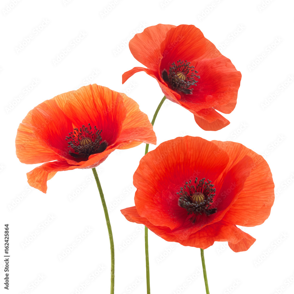 Obraz premium Red poppy flower isolated on a white