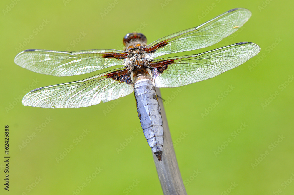 Odonata (libellule) Odonata (libellule)