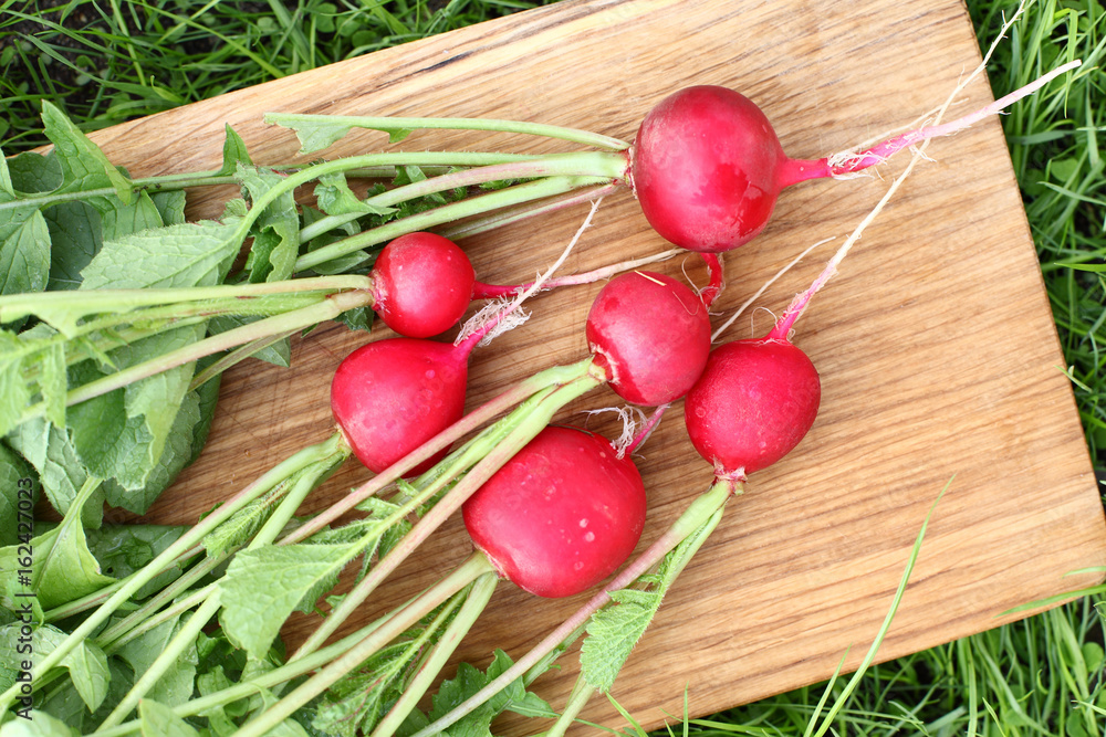 Fresh radishes on a board / red radish with a batla, lying on an oak board. Fresh radishes on a board / red radish with a batla, lying on an oak board.